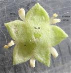  Flower-Lower view-See calyx